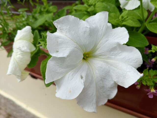 Гостиница Особняк на Карла Маркса Старица-63